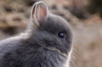 /album/algunos-de-nuestros-reproductores/mel-1-mes-1er-plano-copia-jpg/